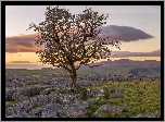 Anglia, Hrabstwo North Yorkshire, Park Narodowy Yorkshire Dales, Skały wapienne, Drzewo, Jesion, Kamienie