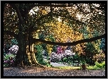 Arboretum, Wojsławice