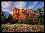 Góra, Skała, Courthouse Butte, Drzewa, Łąka, Kwiaty, Hrabstwo Yavapai, Arizona, Stany Zjednoczone