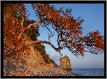 Wybrze�e, Morze Czarne, Drzewa, Sosna, Atrakcja turystyczna, Ska�a �agiel, Krasnojarski kraj, Rosja