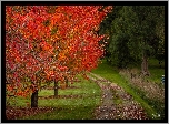 Park, Droga, Drzewa, Jesień, Czerwone, Liście, Wandiligong, Stan Wiktoria, Australia