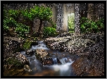 Australia, Tasmania, Tama Mount Paris Dam, Rzeka Cascade River, Roślinność, Palmy, Kamienie, Strumień