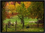 Jesień, Łąka, Zagroda, Drzewa, Owce, Wandiligong Valley, Stan Wiktoria, Australia