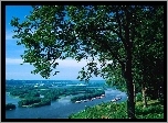 Australia, Queensland, Rezerwat, Drzewo
