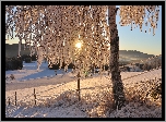 Austria, Styria, Zima, Drzewo, Wschód słońca