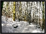 Zima, Ławka, Las