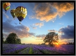Balony, Zachód, Słońca, Drzewa, Kwiaty, Lawendy