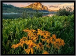 Kwiaty, Balsamorhiza, Trawa, Góry, Jezioro