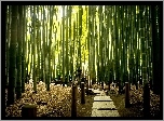 Egzotyczny, Bambusowy, Park