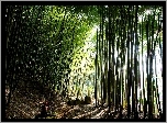 Bambusowy, Las