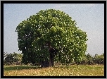 Baobab, Łąka