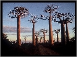 Drzewa, Baobab, Droga