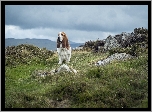Basset, Hound, Kamienie, Trawa
