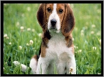 Szczeniak, Beagle, Łąka