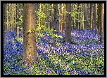 Las, Drzewa, Kwiaty, Hiacyntowce zwyczajne, Wiosna, Hallerbos, Belgia