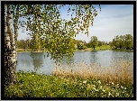 Niemcy, Berlin, Park Britzer Garten, Jezioro, Brzoza