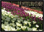 Białe, Różowe, Czerwone, Tulipany