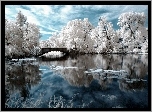 Białe, Drzewa, Rzeka, Mostek, Zima