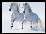Białe, Konie, Zima, Śnieg