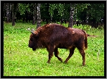 Białowieski, Park, Narodowy, Żubr