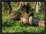 Białowieski, Park, Narodowy, Powalone, Drzewo