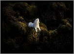 Biały, Pies, Samojed, Skały