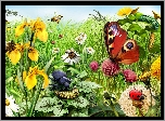 Łąka, Kwiaty, Motyl, Biedronka, Gąsienice