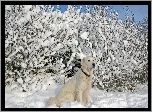 Śnieg, Krzewy, Biszkoptowy, Labrador