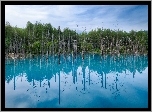 Błękitny, Staw, Hokkaido, Japonia, Drzewa