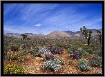 Pustynia, Bloom, Kalifornia