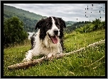 Border Collie, Łąka, Kij