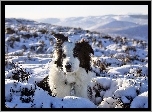 Border Collie Griff, Śnieg, Zima