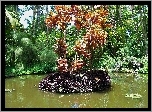 Ogród, Botaniczny, Hawaje