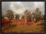 Leicestershire, Bradgate, Park