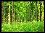 Park, Brama, Trawa