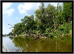 Rzeka, Brzeg, Drzewa