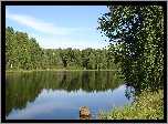 Brzeg,Woda,Trawa,Liść