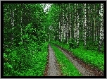 Las, Brzozowy, Ścieżka