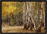 Las, Brzozowy, Jesień
