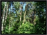 Brzozowy, Zagajnik, Światło, Cienie