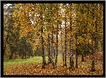 Brzozy, Park, Liście, Aleje, Jesień