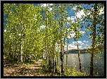 Stany Zjednoczone, Stan Utah, Jezioro Fish Lake, Wiosna, Drzewa, Brzozy