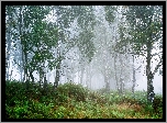 Drzewa, Las, Brzozy, Mgła, Park Narodowy Peak District, Hrabstwo Derbyshire, Anglia