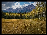 Góry, Drzewa, Brzozy, Łąka, Trawa, Góry, Park Narodowy Jasper, Alberta, Kanada