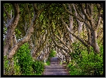 Irlandia Północna, Hrabstwo Antrim, Aleja Dark Hedges, Droga, Drzewa, Buki