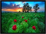 Bułgaria, Dolina Sofii, Piwonie, Drzewa, Łąka