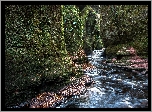 Szkocja, Wąwóz Finnich Glen, Skały, Rzeka, Carnock Burn