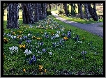 Irlandia, Cabinteely Park, Dublin, Park, Krokusy, Wiosna