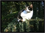 Kotek, Calico, Las