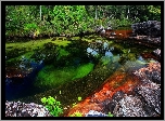 Cano Cristales, Rzeka, Pięciu, Kolorów, Kolumbia